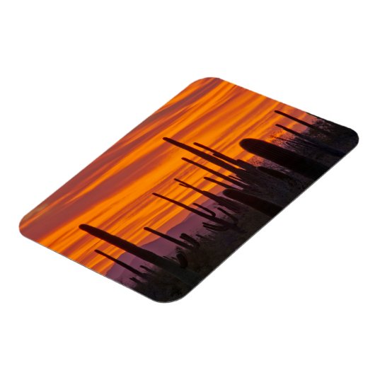 Saguaro, zonsondergang, Nationaal Park Saguaro Magneet (Linkerzijde)