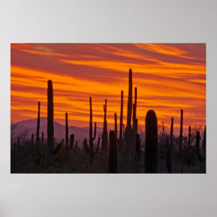 Saguaro, zonsondergang, Nationaal Park Saguaro Poster