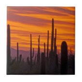 Saguaro, zonsondergang, Nationaal Park Saguaro Tegeltje (Voorkant)
