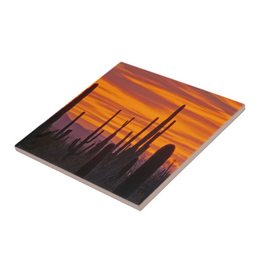 Saguaro, zonsondergang, Nationaal Park Saguaro Tegeltje (Zijkant)