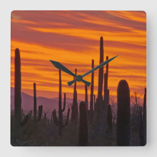 Saguaro, zonsondergang, Nationaal Park Saguaro Vierkante Klok