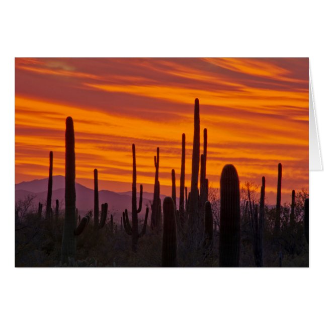 Saguaro, zonsondergang, Saguaro National Park (Voorkant Horizontaal)