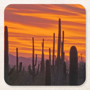 Saguaro, zonsondergang, Saguaro National Park Kartonnen Onderzetters