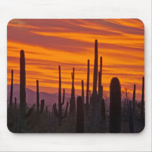 Saguaro, zonsondergang, Saguaro National Park Muismat