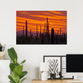 Saguaro, zonsondergang, Saguaro National Park Poster (Thuiskantoor)