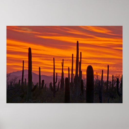Saguaro, zonsondergang, Saguaro National Park Poster (Voorkant)