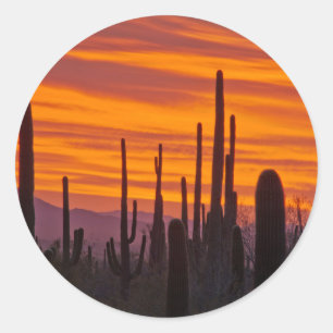 Saguaro, zonsondergang, Saguaro National Park Ronde Sticker