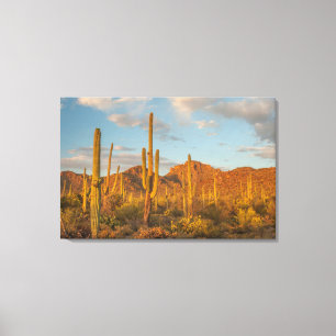 Saguarocactus bij zonsondergang, Arizona Canvas Afdruk