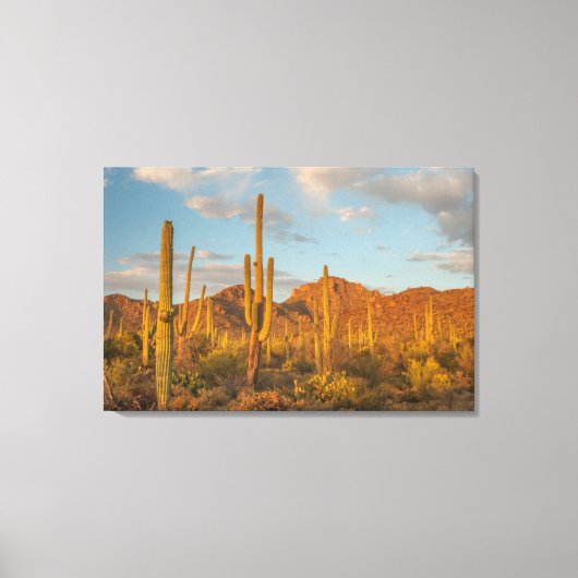 Saguarocactus bij zonsondergang, Arizona Canvas Afdruk (Voorkant)