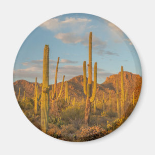 Saguarocactus bij zonsondergang, Arizona Magneet