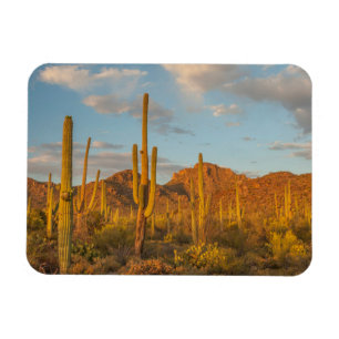 Saguarocactus bij zonsondergang, Arizona Magneet