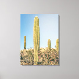 Saguaros Canvas Afdruk