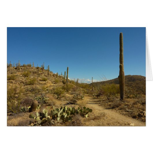 Saguaro's Carillo Trail in Saguaro National Park (Voorkant Horizontaal)