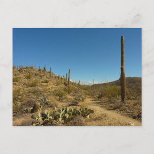 Saguaro's Carillo Trail in Saguaro National Park Briefkaart