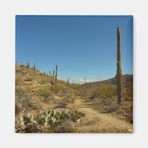 Saguaro's Carillo Trail in Saguaro National Park Magneet