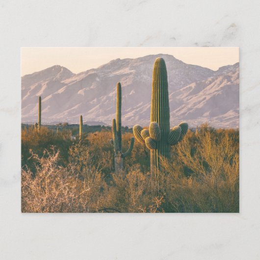 Saguaros Nationaal Park Landschap Briefkaart (Voorkant)