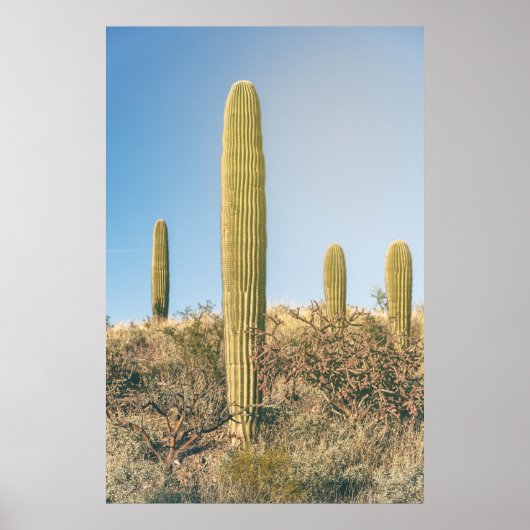 Saguaros poster (Voorkant)
