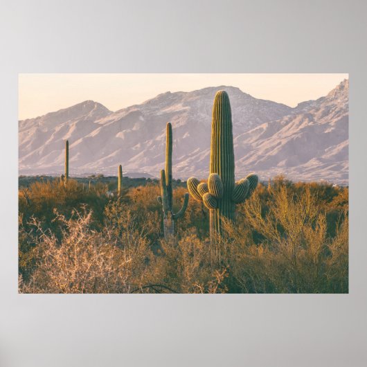 Saguaros poster (Voorkant)