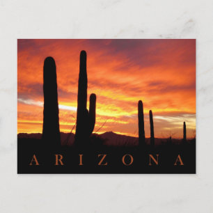 Saguaros Silhouetted Against Blazing Sunset, AZ Briefkaart