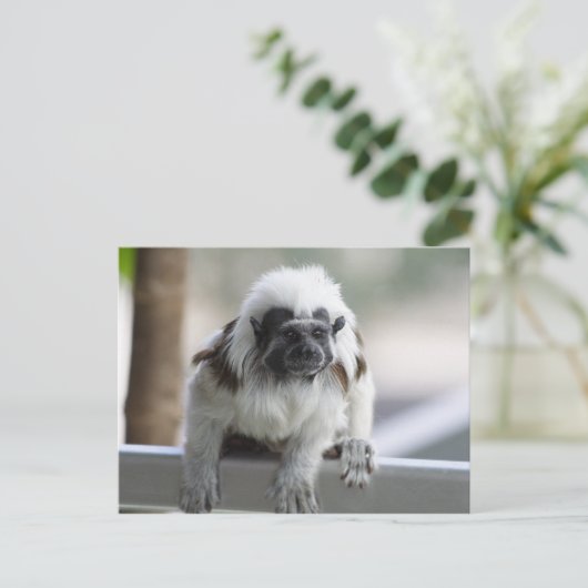 Saguinus oedipus briefkaart (Staand voorkant)