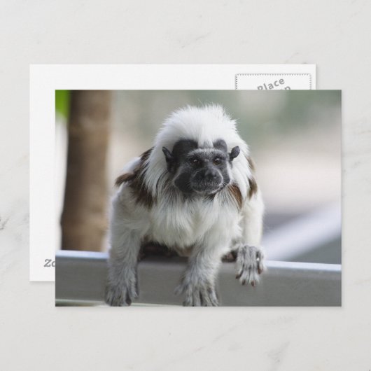 Saguinus oedipus briefkaart (Voorkant / Achterkant)