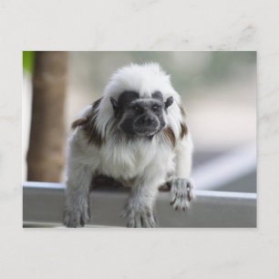 Saguinus oedipus briefkaart
