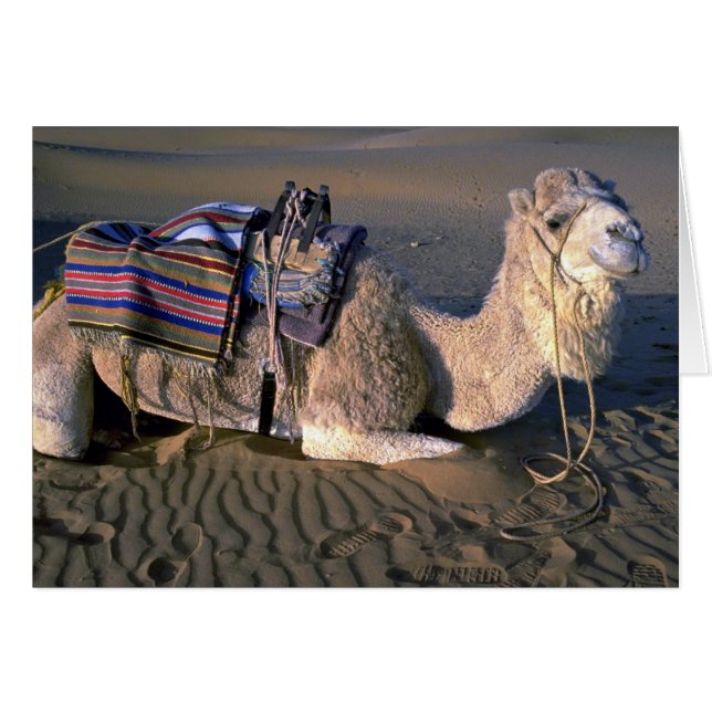Sahara bij Merzouga, Marokko (Voorkant Horizontaal)