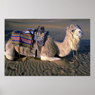 Sahara bij Merzouga, Marokko Poster