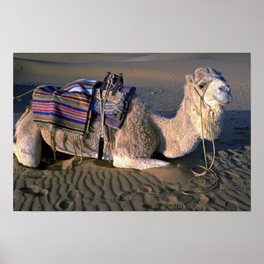 Sahara bij Merzouga, Marokko Poster (Voorkant)