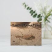 sahara-hoornadder briefkaart (Staand voorkant)