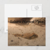 sahara-hoornadder briefkaart (Voorkant / Achterkant)