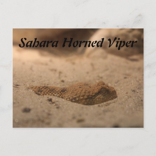 sahara-hoornadder briefkaart (Voorkant)