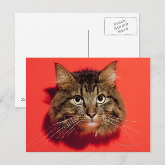 Saiberische kat briefkaart (Voorkant / Achterkant)