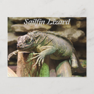 Sailfin Lizard Briefkaart