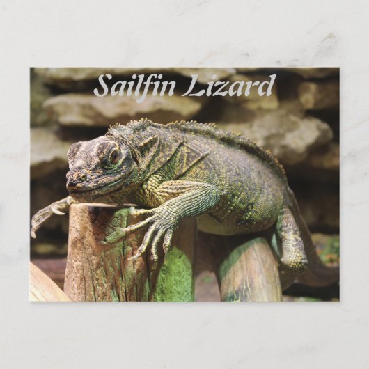 Sailfin Lizard Briefkaart (Voorkant)