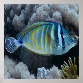 Sailfin Tang Poster (Voorkant)