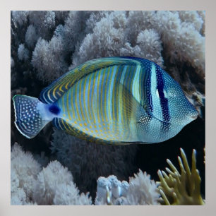 Sailfin Tang Poster