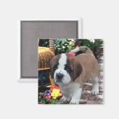 Saint Bernard Art Gifts Magneet (Voorkant / Achterkant)