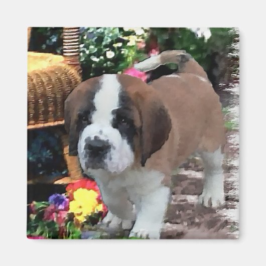 Saint Bernard Art Gifts Magneet (Voorkant)