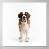 Saint Bernard Art Poster (Voorkant)