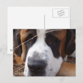 Saint Bernard Dog Briefkaart (Voorkant / Achterkant)