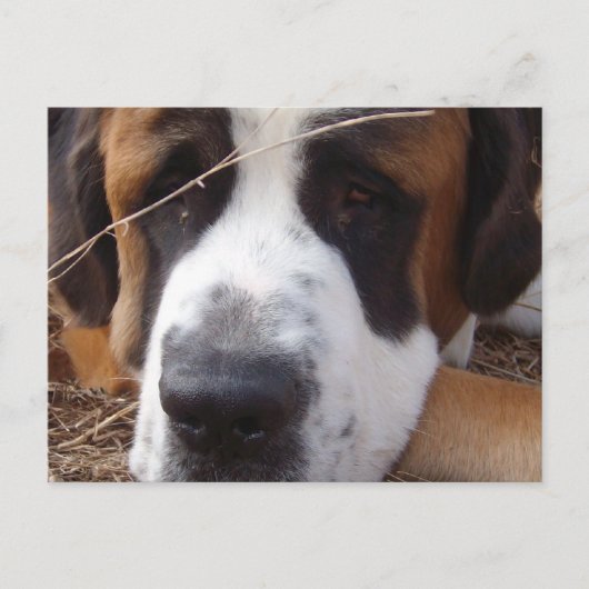 Saint Bernard Dog Briefkaart (Voorkant)