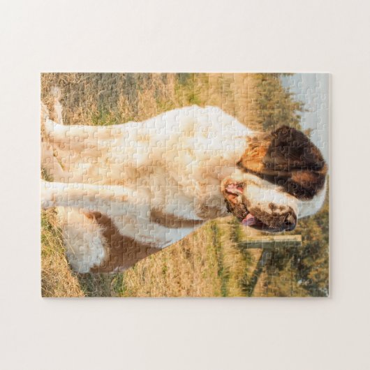 Saint Bernard dog in the sunset Legpuzzel (Horizontaal)