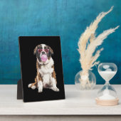 Saint Bernard Fotoplaat (Zijkant)