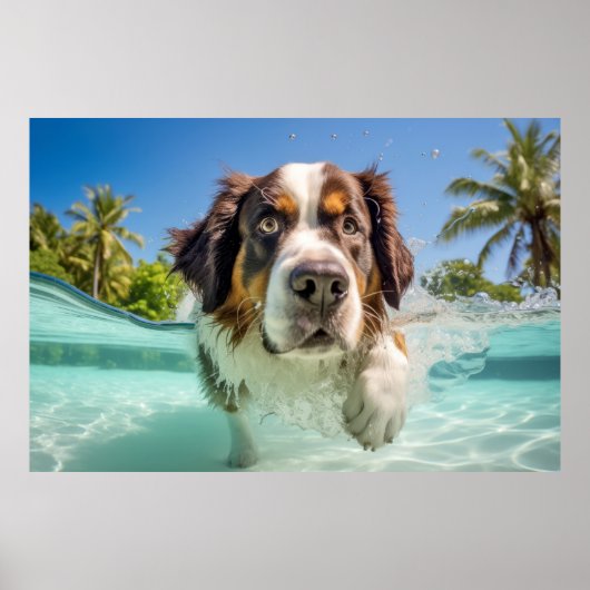 Saint Bernard Pet Hond Dier Fun Spelen Poster (Voorkant)