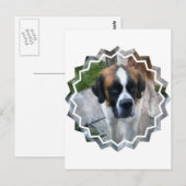 Saint Bernard Photo Briefkaart (Voorkant / Achterkant)