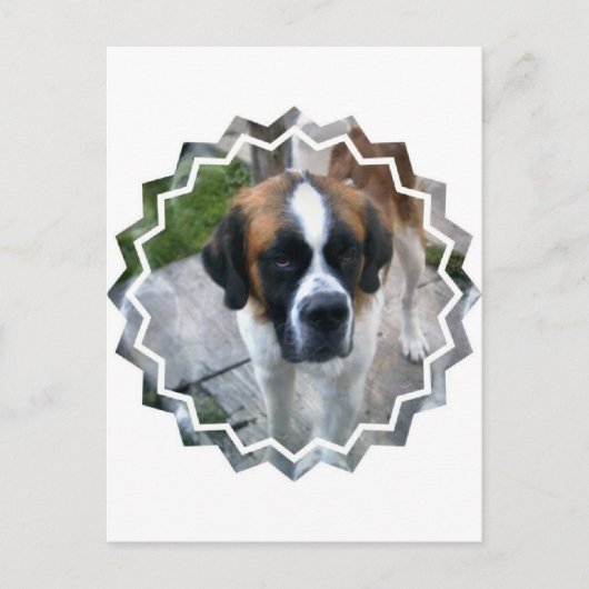 Saint Bernard Photo Briefkaart (Voorkant)