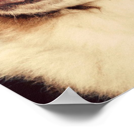 Saint Bernard Poster (Hoek)