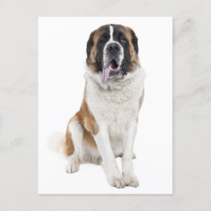 Saint Bernard Puppy Dog Blank Briefkaart