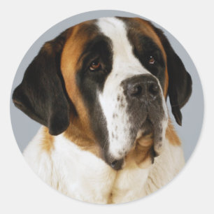Saint Bernard Puppy Dog Sticker / Label